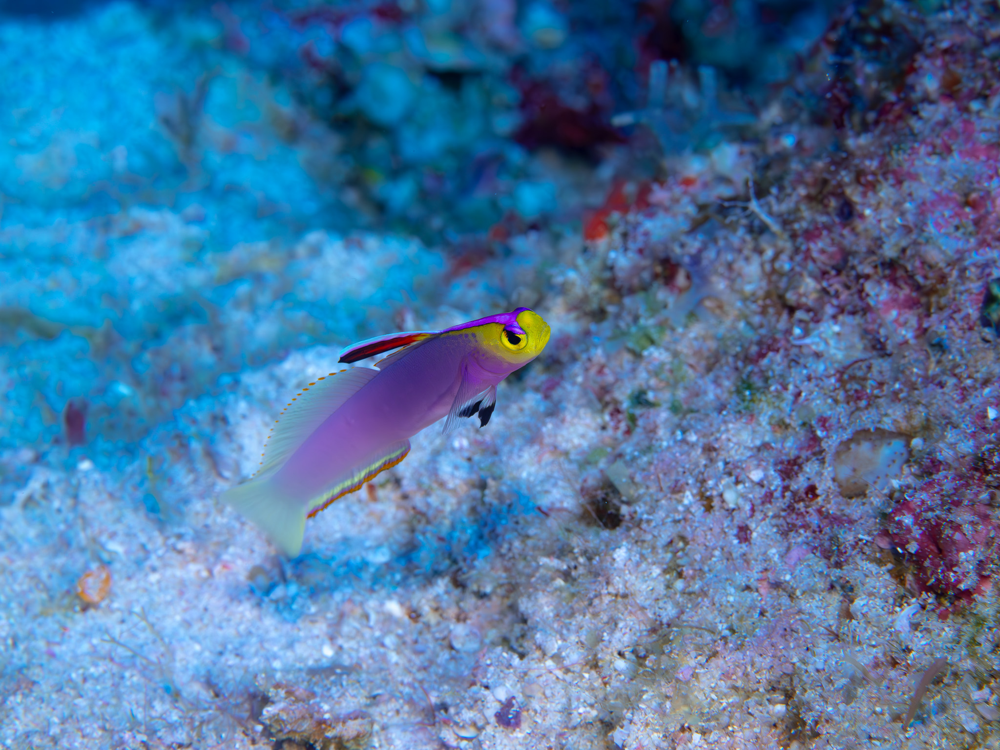 シコンハタタテハゼ