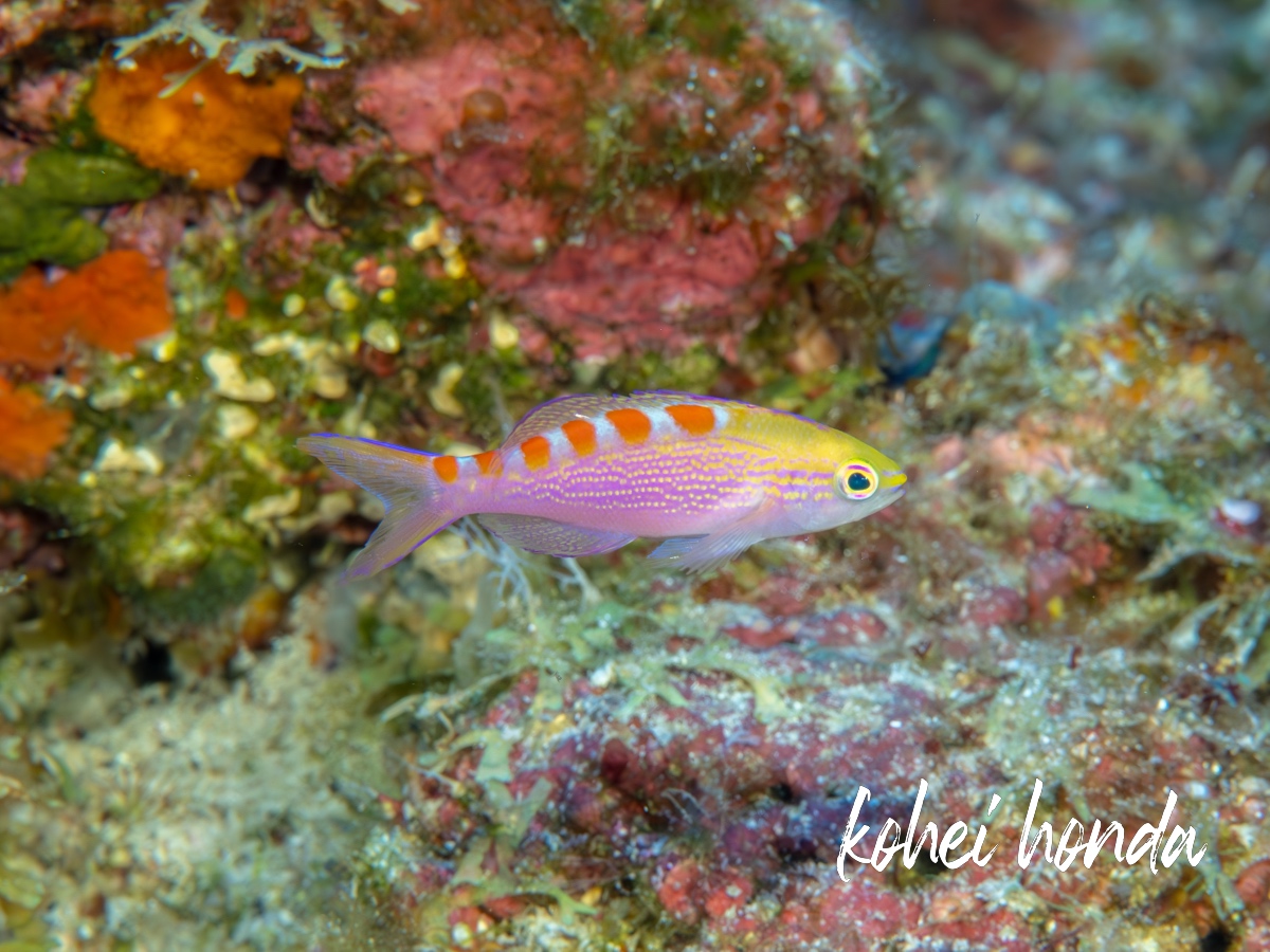 アサヒハナゴイ