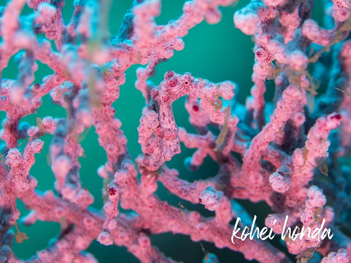 ピグミーシーホース