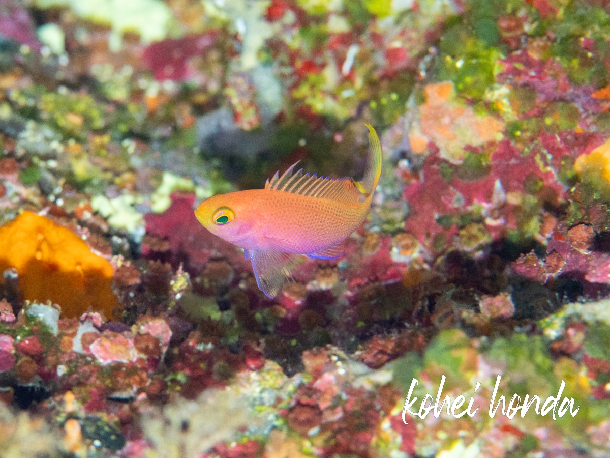 フチドリハナダイ