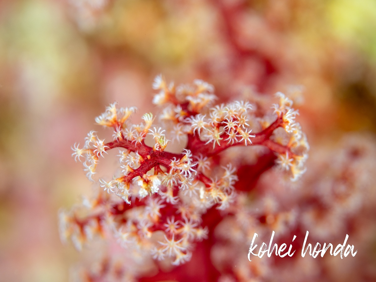 ソフトコーラル1