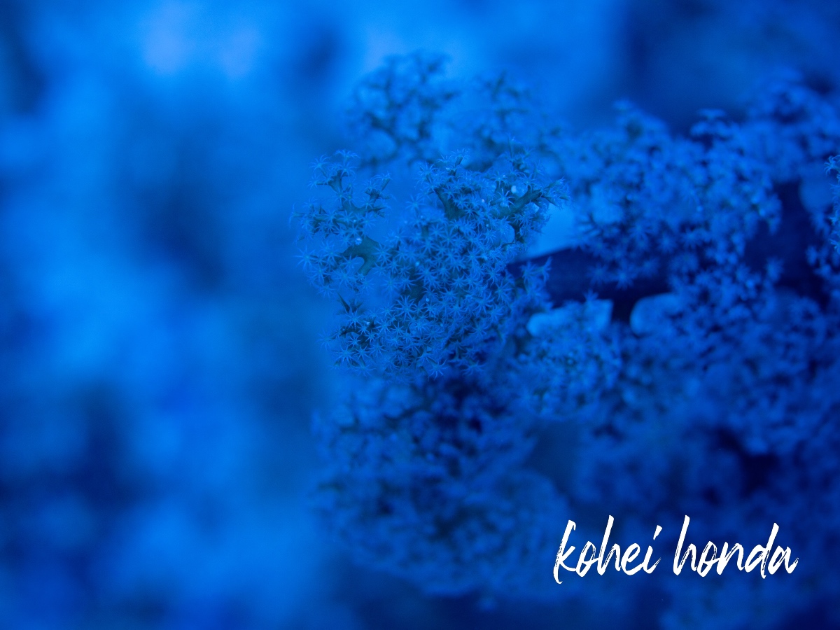 ソフトコーラル3