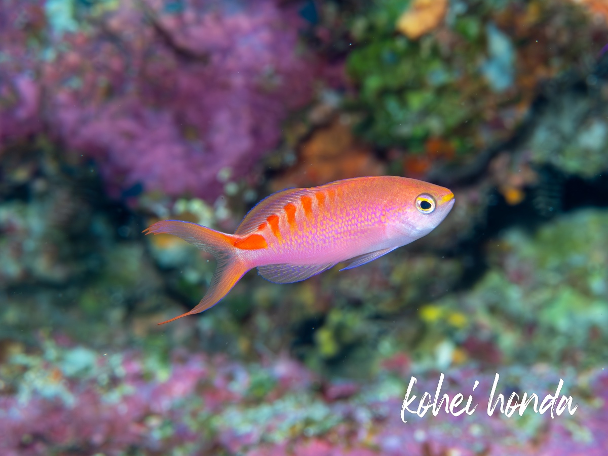 アカボシハナゴイ