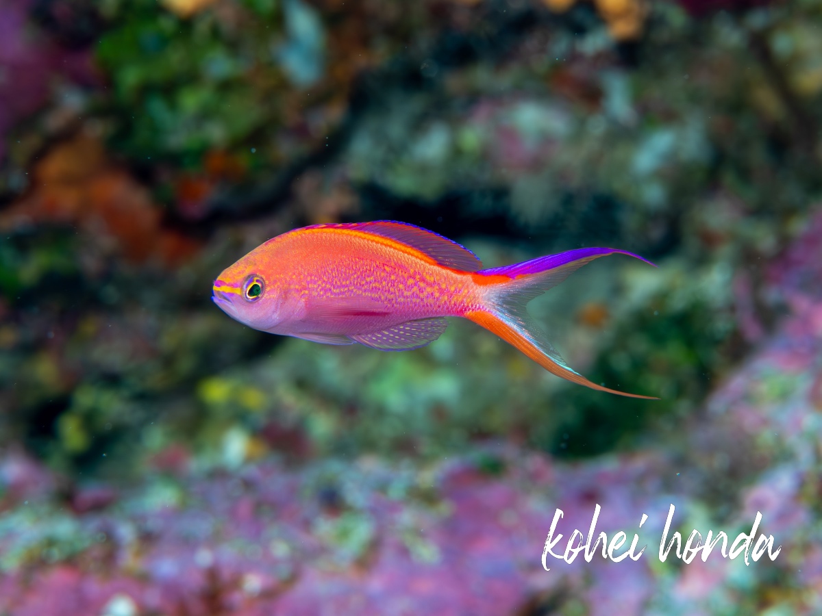 オウテンハナゴイ