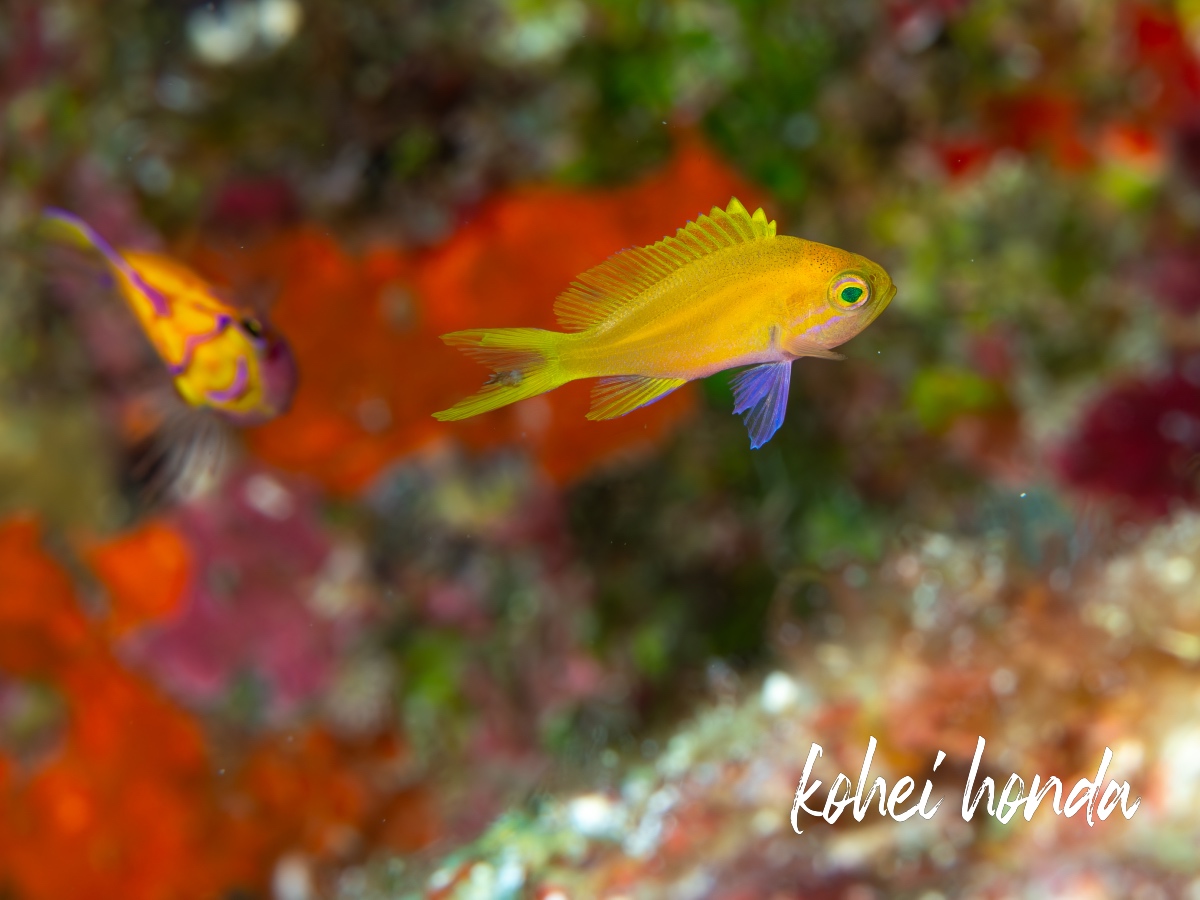 ハナゴンベ幼魚