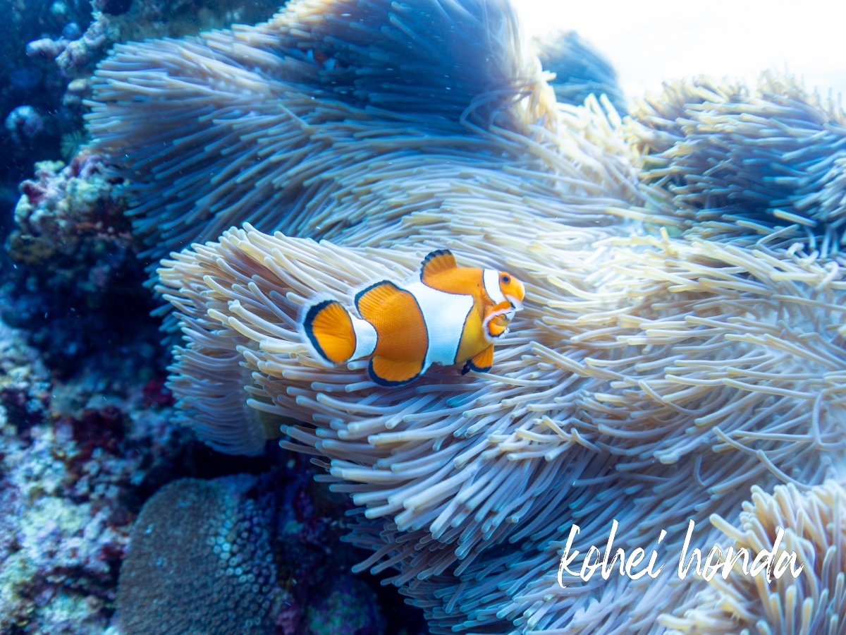 お腹に卵のあるカクレクマノミ