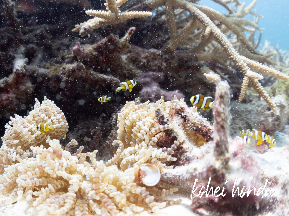 カクレクマノミ赤ちゃん