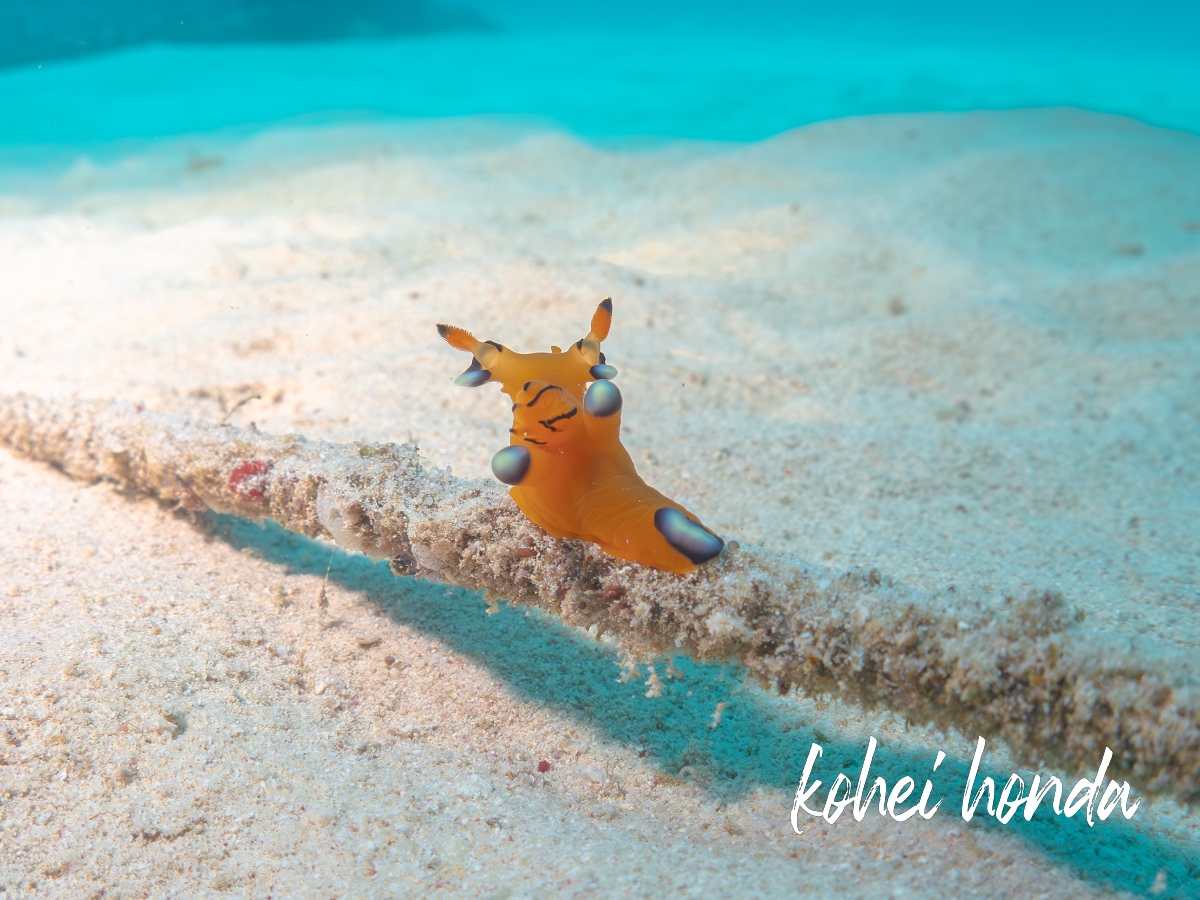 ピカチュウウミウシ（ウデフリツノザヤウミウシ）